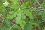 Texas bullnettle